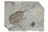 Uncommon Radnoria Trilobite With Ventral Dalmanites - New York #186063-1